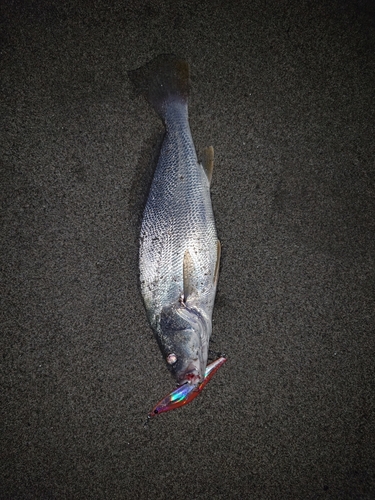 ニベの釣果