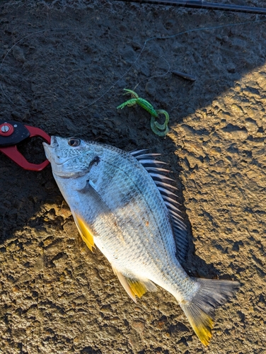 キビレの釣果