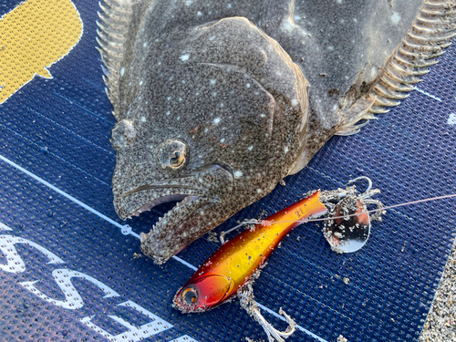 ヒラメの釣果