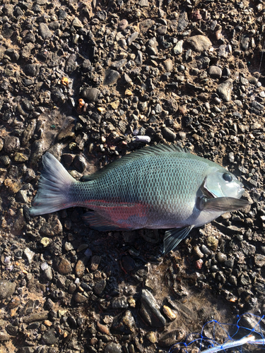 メジナの釣果