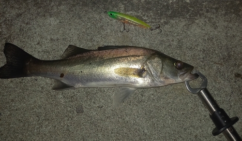 スズキの釣果