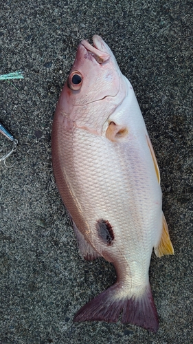 クロホシフエダイの釣果