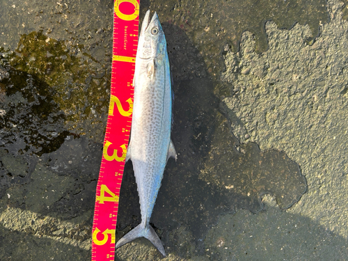 サゴシの釣果