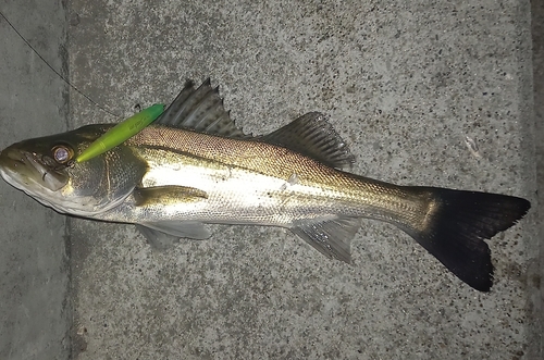 スズキの釣果