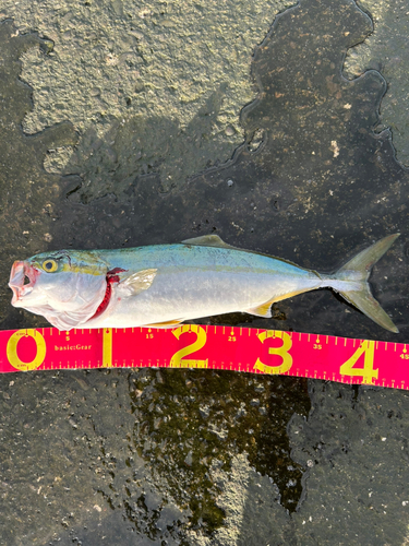 ハマチの釣果