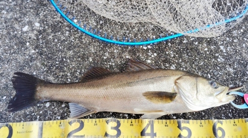 シーバスの釣果