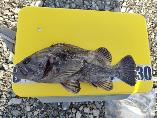 クロソイの釣果