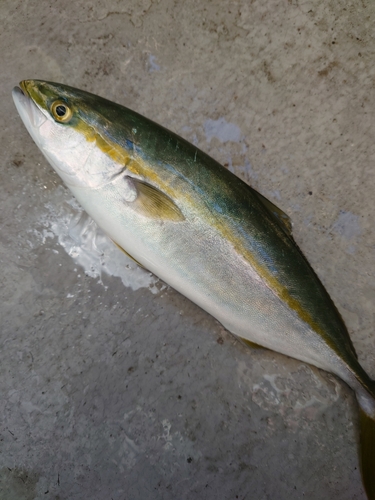 イナダの釣果