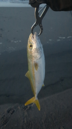 ワカシの釣果