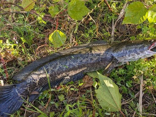 ライギョの釣果