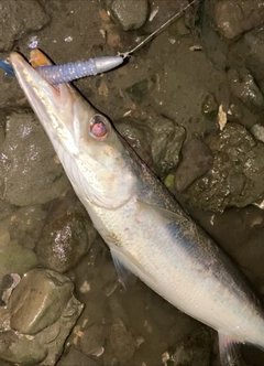 カマスの釣果