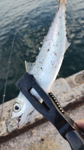 サバの釣果