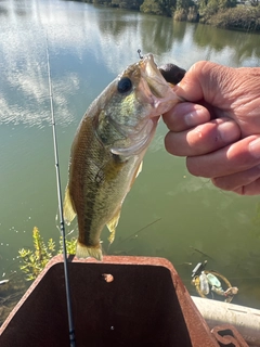 ラージマウスバスの釣果