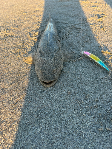 コチの釣果