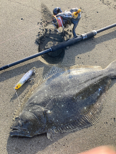 ヒラメの釣果