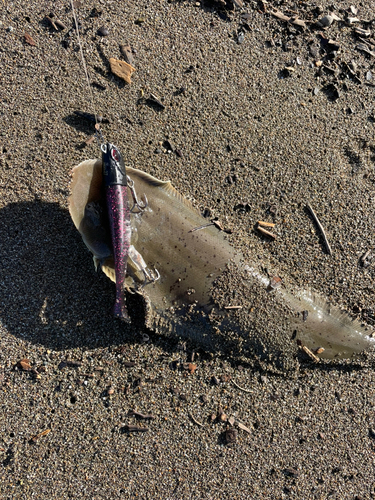 シタビラメの釣果