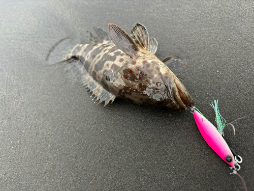 チャイロマルハタの釣果