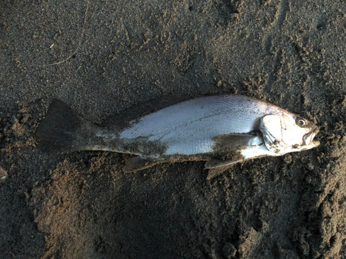 ニベの釣果