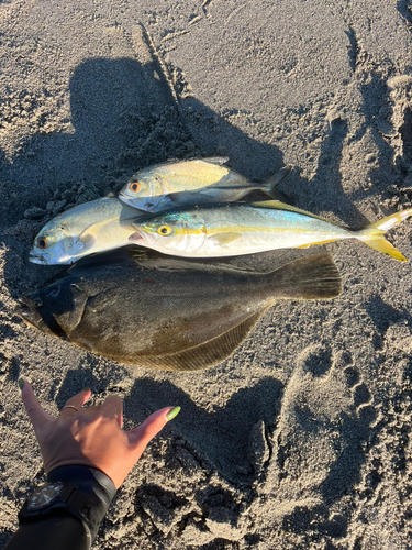 ヒラメの釣果