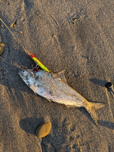 コノシロの釣果