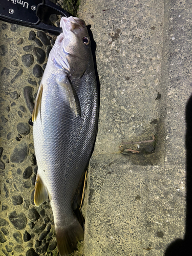 オオニベの釣果