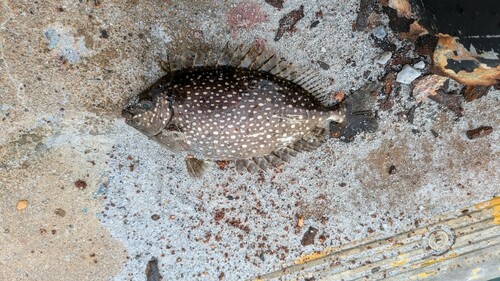 アイゴの釣果