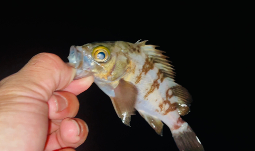 メバルの釣果