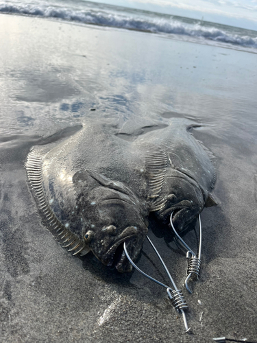 ヒラメの釣果