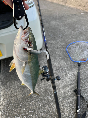 ハマチの釣果