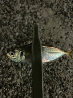 マアジの釣果