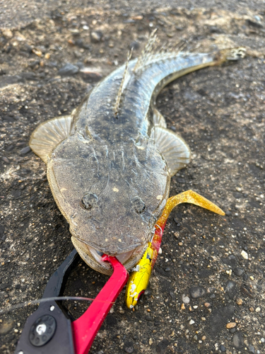 マゴチの釣果