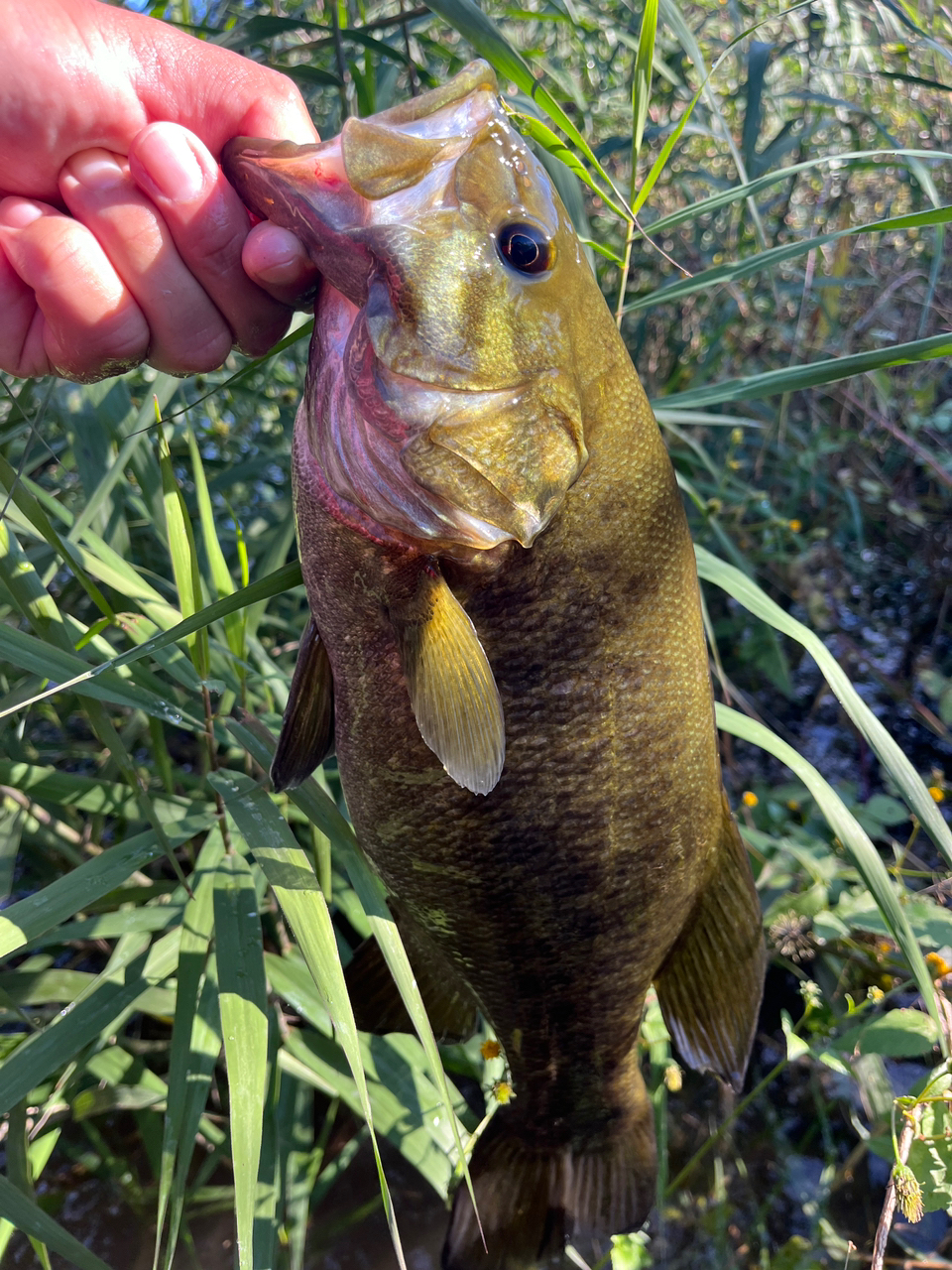 スモールマウスバス