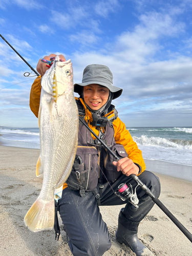 ニベの釣果