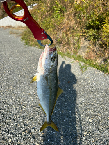 イナダの釣果