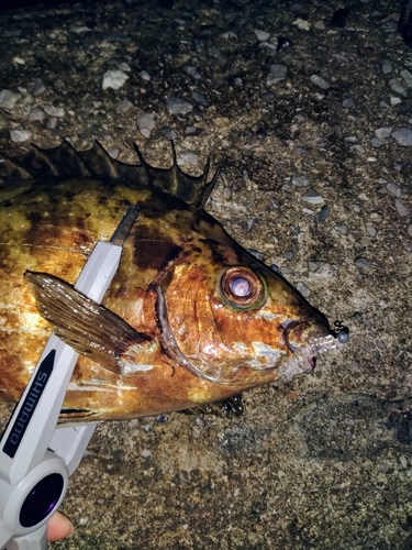 アイゴの釣果