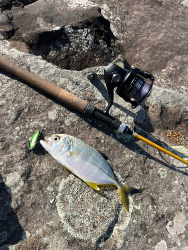 メッキの釣果