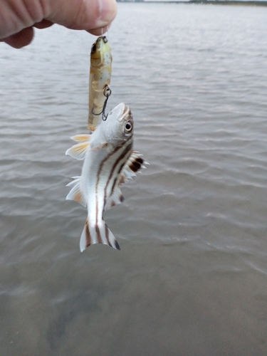 コトヒキの釣果