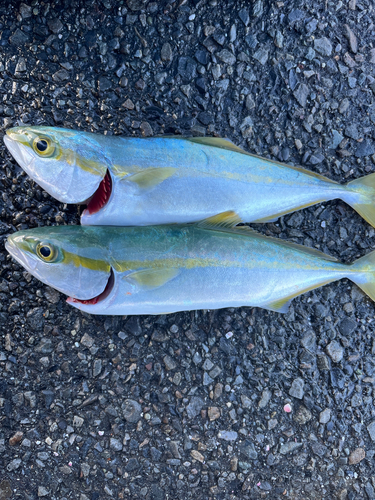 ワカナゴの釣果