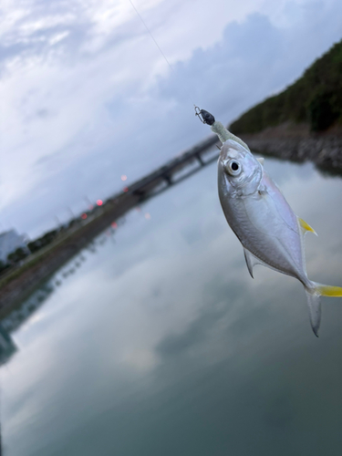 メッキの釣果