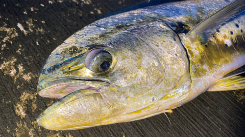 シイラの釣果