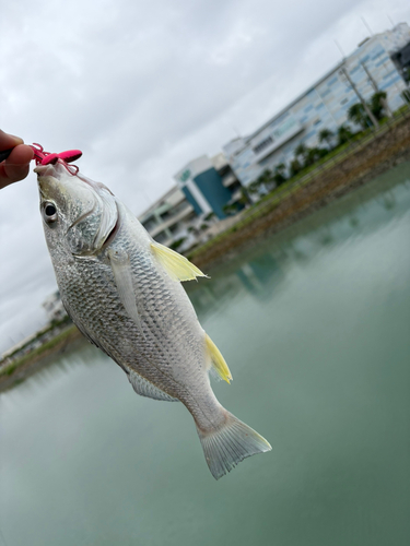 ホシミゾイサキの釣果