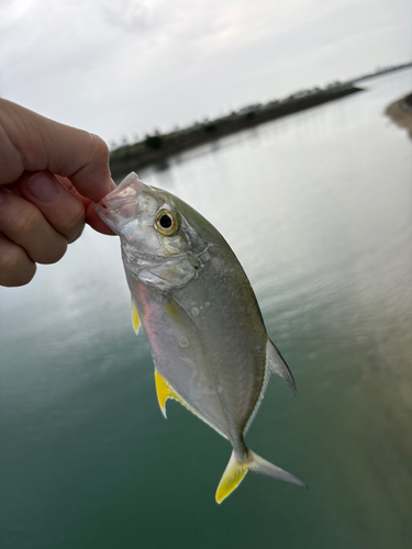 メッキの釣果