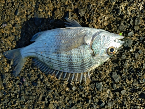 ヘダイの釣果