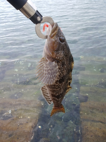 アイナメの釣果