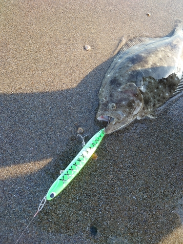 ソゲの釣果