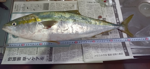 ブリの釣果