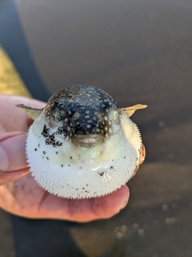 辻堂海浜公園前