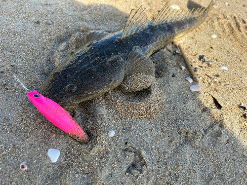 マゴチの釣果