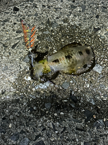 アオリイカの釣果