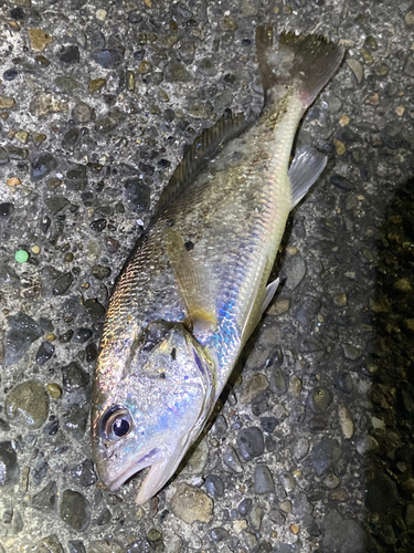 イシモチの釣果